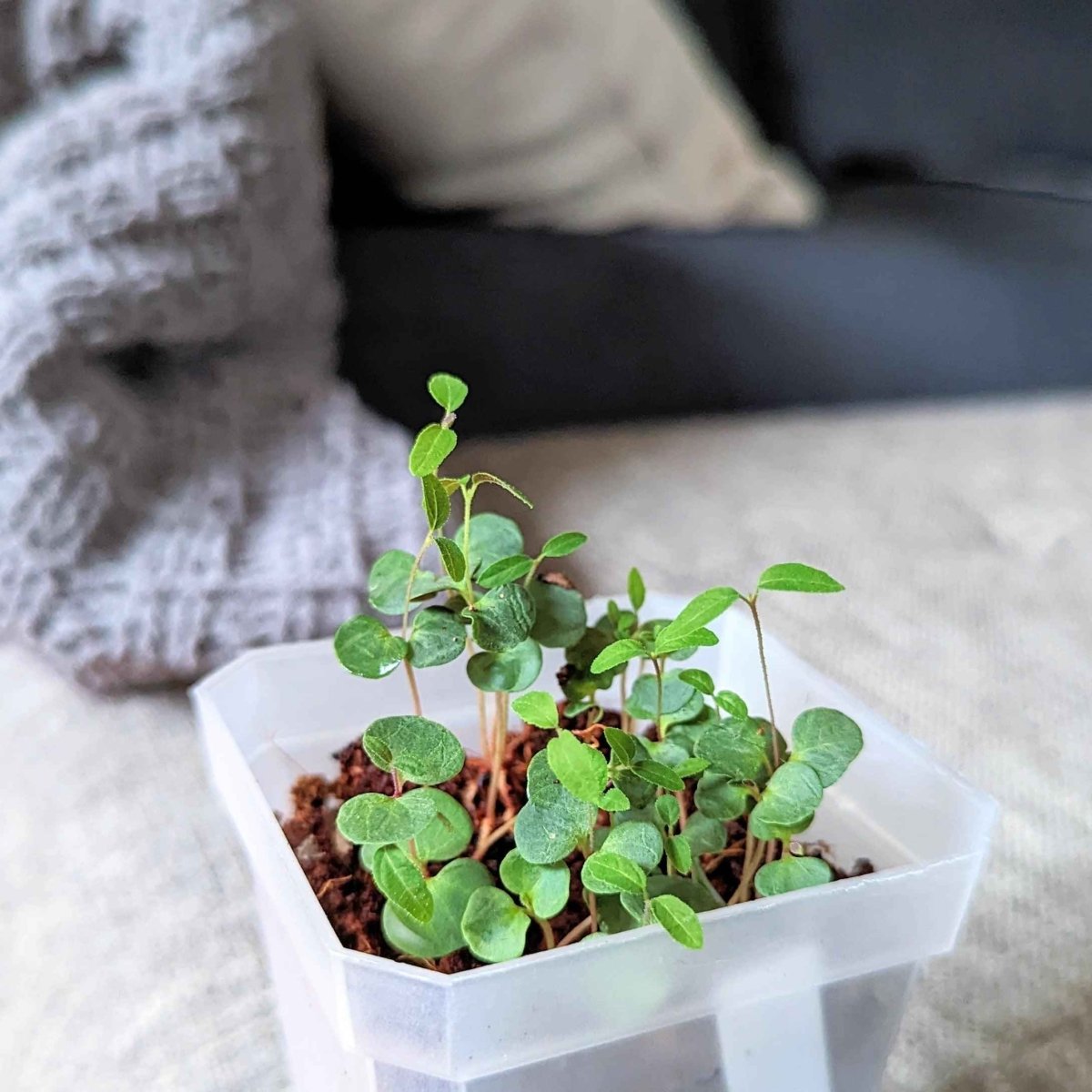 Lemon Eucalyptus Seeds – Eucalyptus Citriodora, 50 Seeds