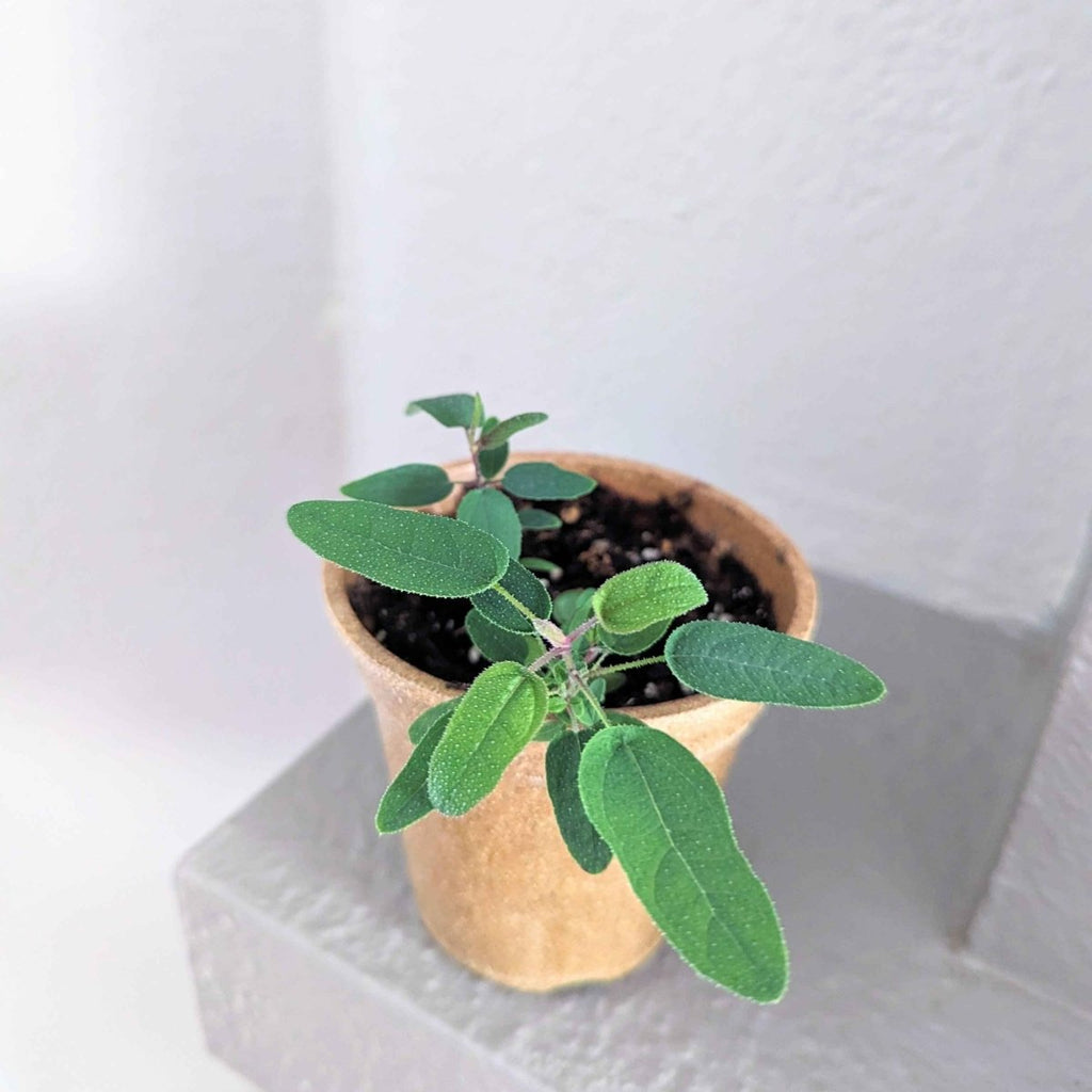 Lemon Eucalyptus Seeds – Eucalyptus Citriodora, 50 Seeds