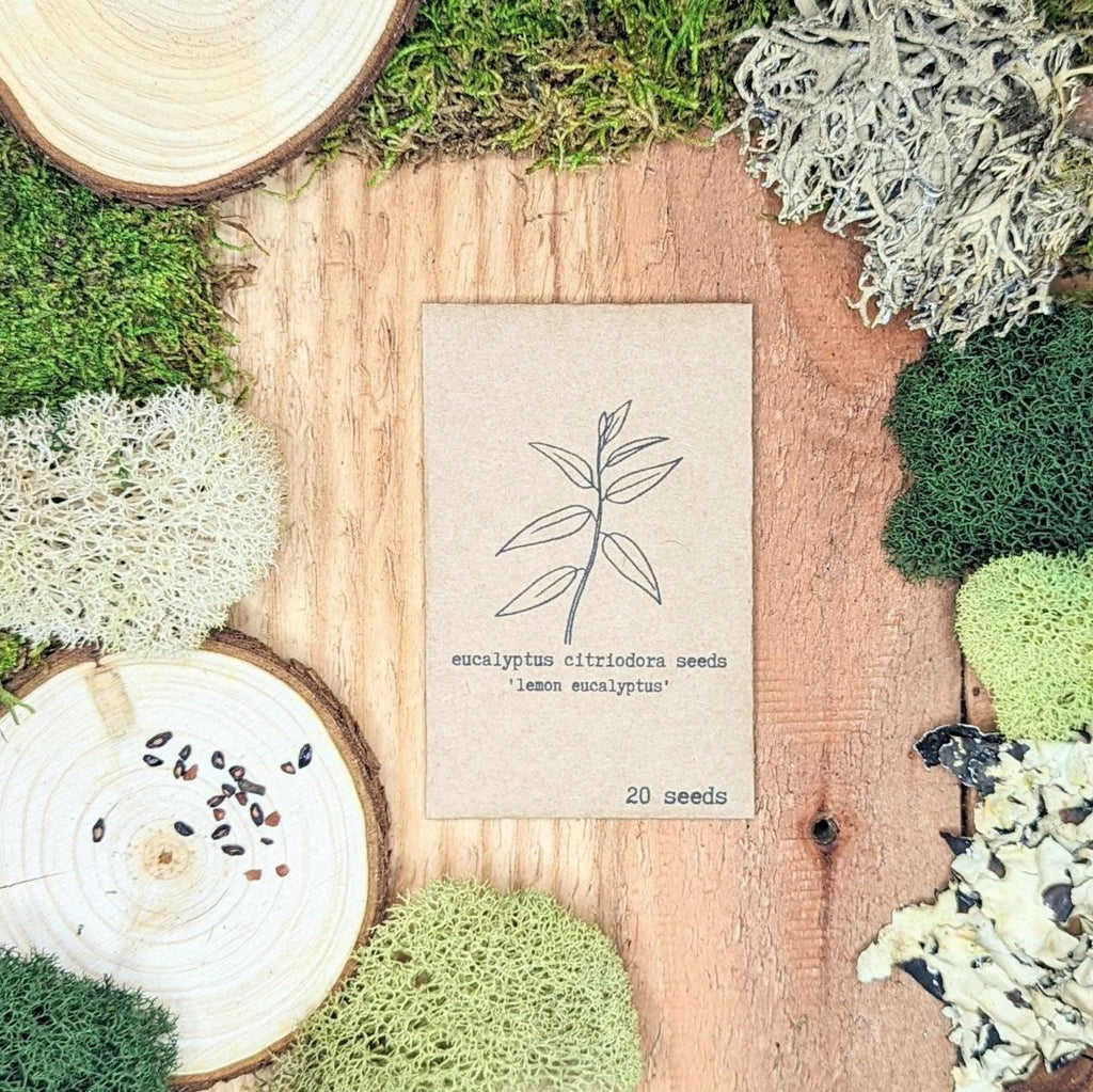 Lemon Eucalyptus Seeds – Eucalyptus Citriodora, 50 Seeds