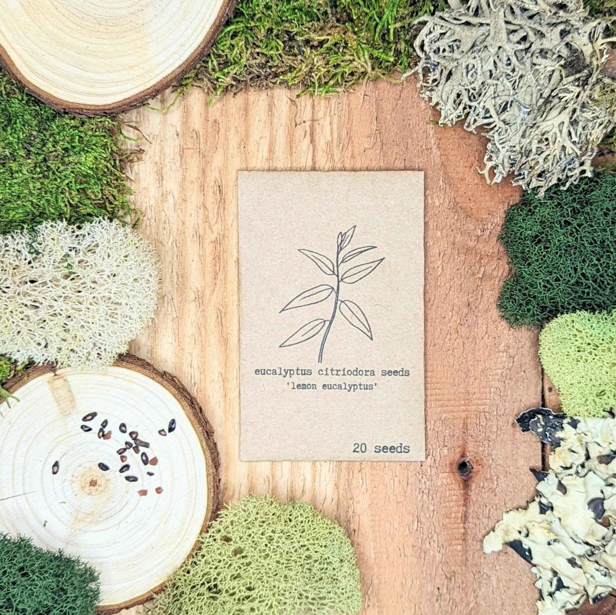 Lemon Eucalyptus Seeds – Eucalyptus Citriodora, 50 Seeds
