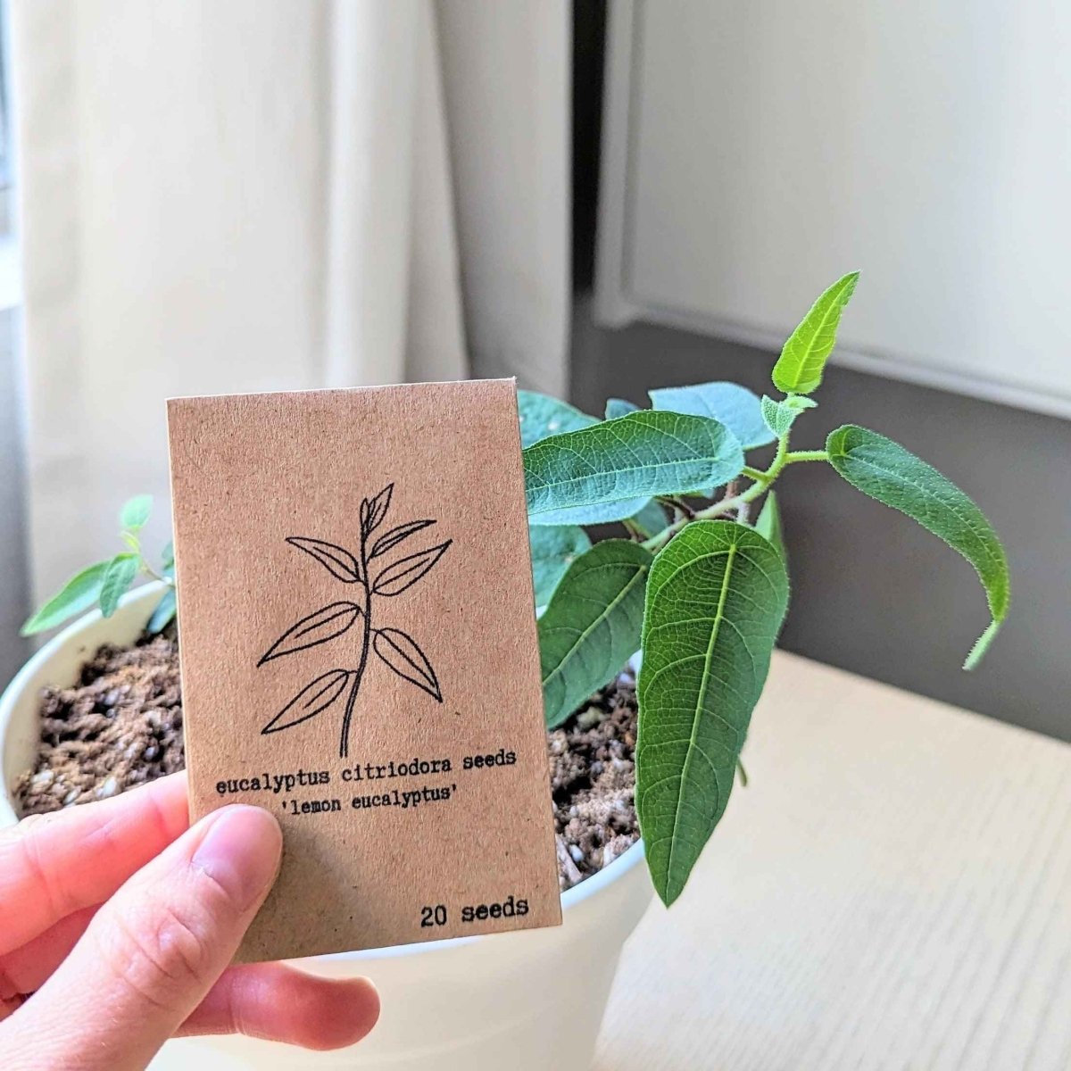 Lemon Eucalyptus Seeds – Eucalyptus Citriodora, 50 Seeds