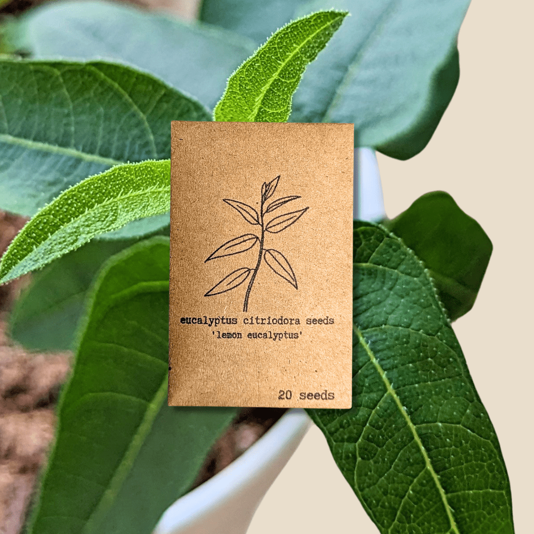 Lemon Eucalyptus Seeds – Eucalyptus Citriodora, 50 Seeds