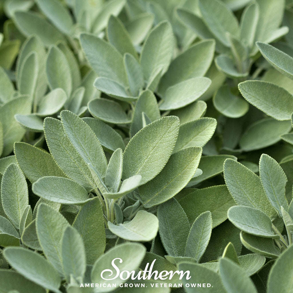 Broadleaf Sage Seeds – 50 Seeds, Herb Garden