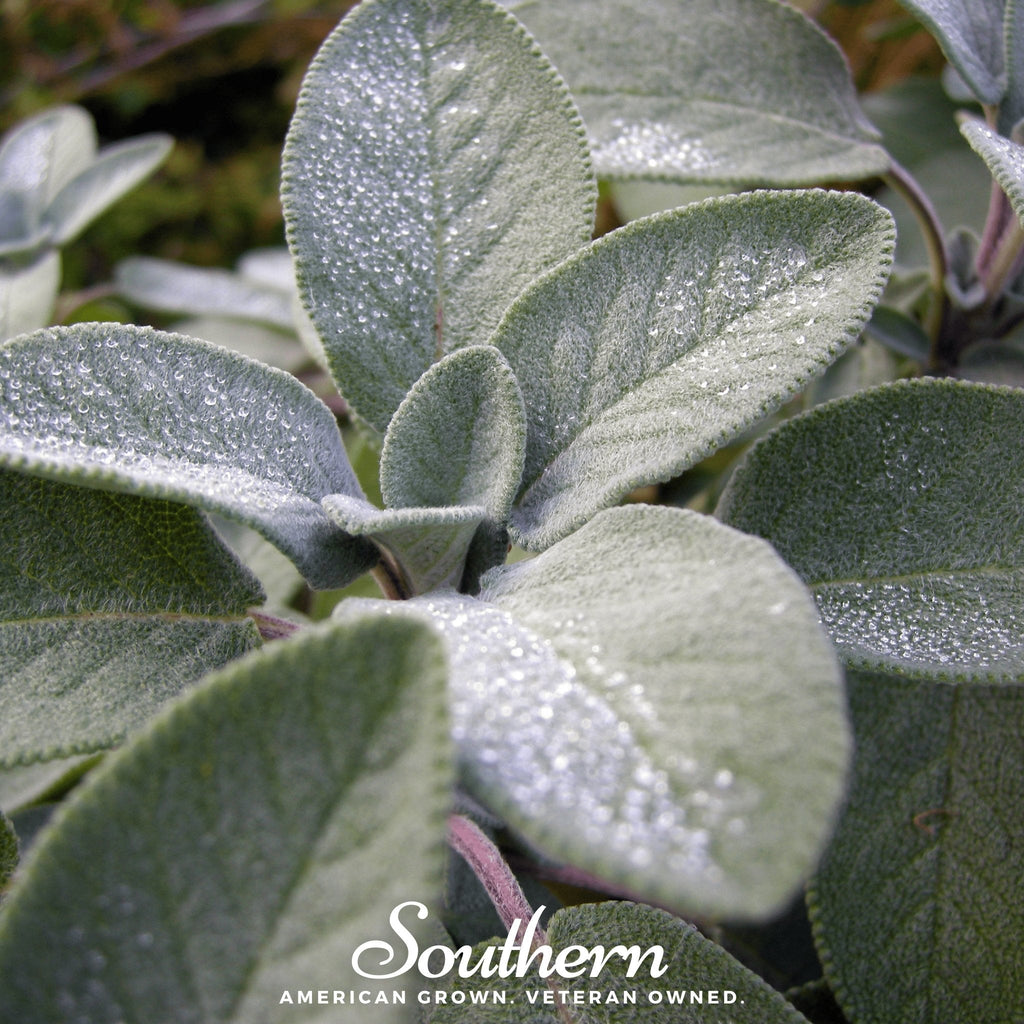 Broadleaf Sage Seeds – 50 Seeds, Herb Garden
