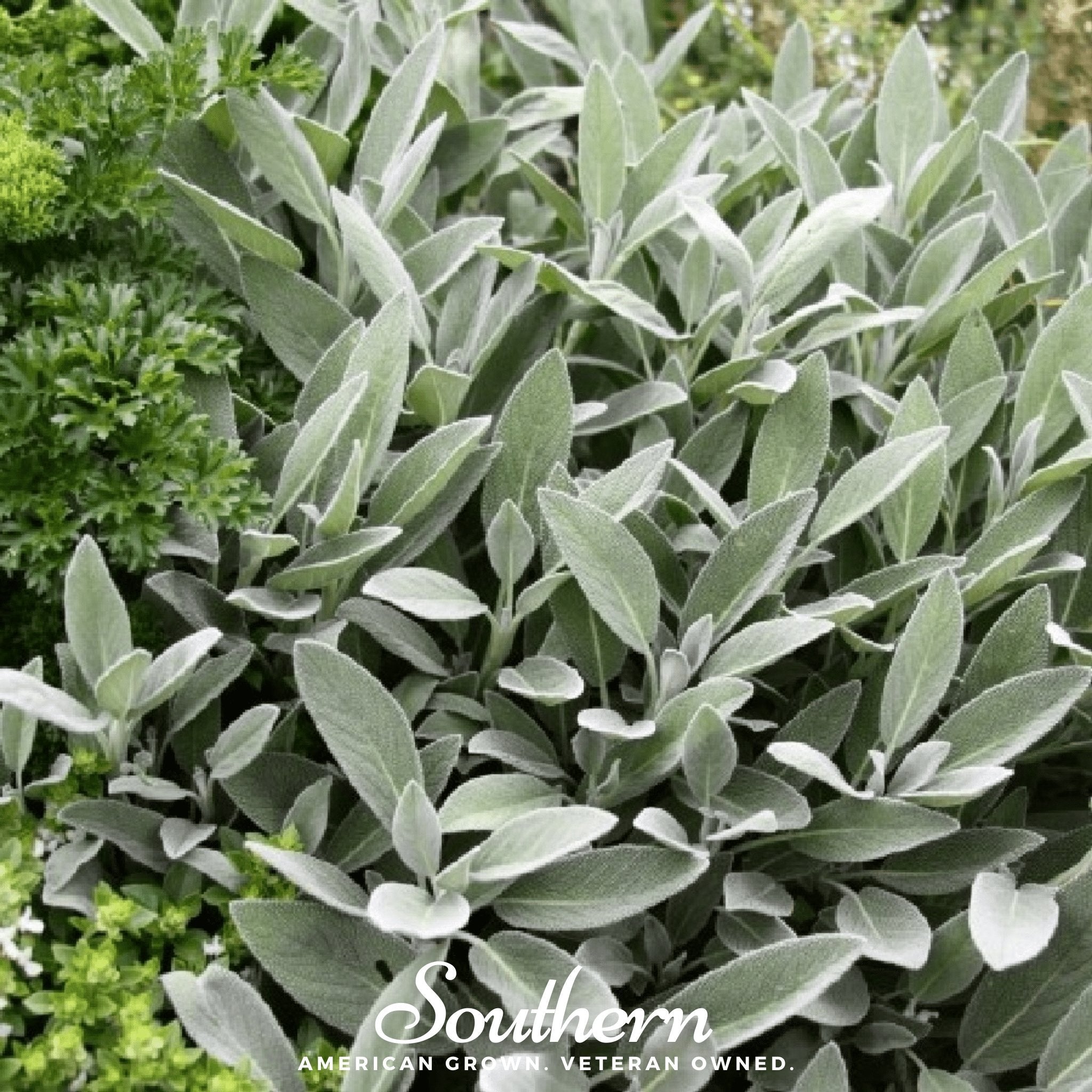 Broadleaf Sage Seeds – 50 Seeds, Herb Garden